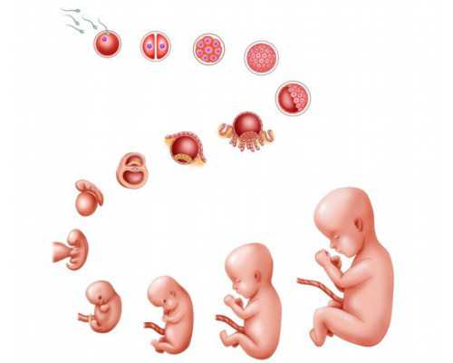 染色体异常胎停了_高龄孕妇怀孕,榜单精选：铁岭卵巢早衰可以做试管吗